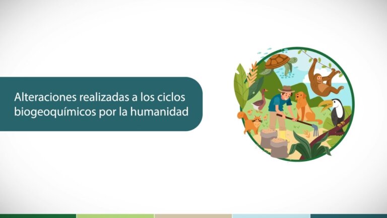 Alteraciones realizadas a los ciclos biogeoquímicos por… — Transcript