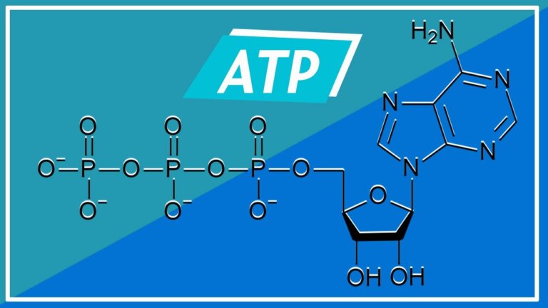 BIOENERGETICA: Adenosina Trifosfato (Struttura e Funzio… — Transcript