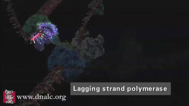 Mechanism of DNA Replication (Advanced) — Transcript