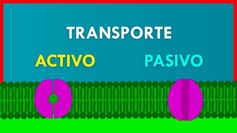 TRANSPORTE ACTIVO y PASIVO en la MEMBRANA PLASMÁTICA — Transcript
