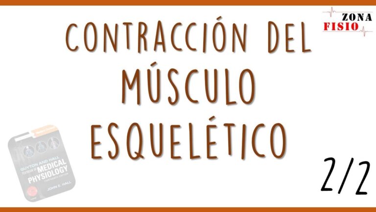 FISIOLOGÍA: CONTRACCIÓN DEL MÚSCULO ESQUELÉTICO | ENTEN… — Transcript