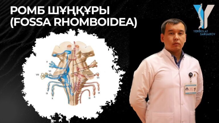 Ромб шұңқұры (Fossa rhomboidea) – практикалық бөлім. Ан… — Transcript