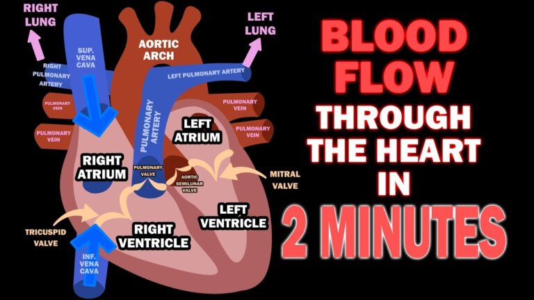 Blood Flow through the Heart in 2 MINUTES — Transcript