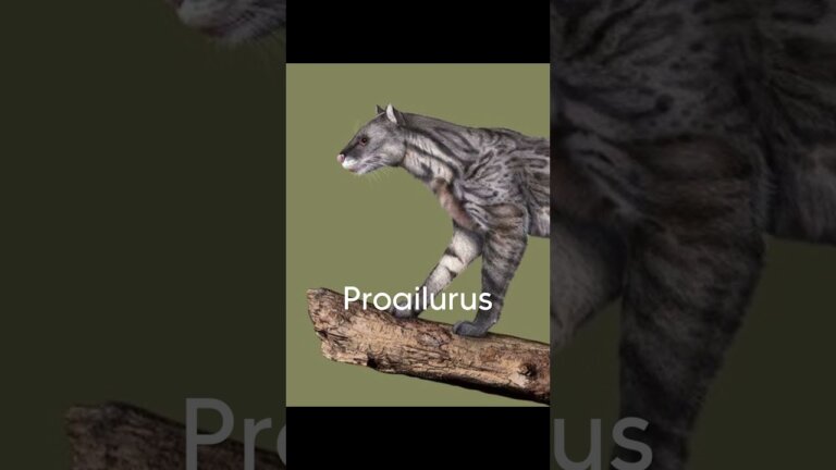 แมวมาจากไหน l Cat Evolution 🐈 #cat #evolution #animals … — Transcript